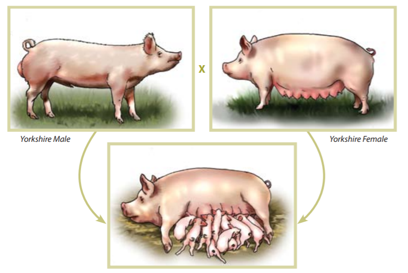 How to Farm Pigs Breeding The Pig Site